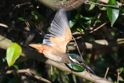 約0.67倍トリミング 2019/11月 SIGMA150-600C+D500 600mm F8 ss1/1250 ISO2500 AF-C シングル