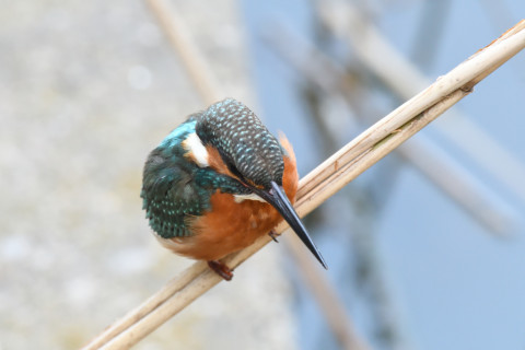 2019/11月 SIGMA150-600C+D500 600mm F8 ss1/40 ISO3200