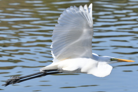 約0.29倍トリミング 2019/11月 SIGMA150-600C+D500 600mm F8 ss1/1250 ISO400 AF-C 25点
