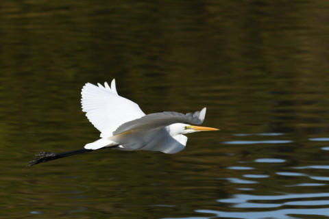 2019/11月 SIGMA150-600C+D500 600mm F8 ss1/1250 ISO500 AF-C 25点
