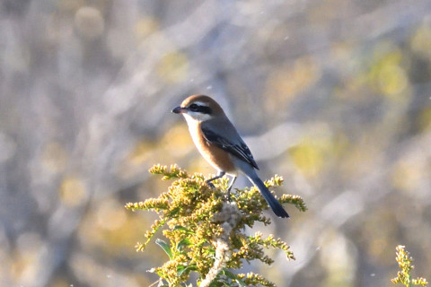 約0.67倍トリミング 2019/11月 SIGMA150-600C+D500 600mm F8 ss1/1000 ISO1800 AF-C シングル