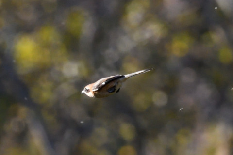 約0.67倍トリミング 2019/11月 SIGMA150-600C+D500 600mm F8 ss1/1000 ISO1600 AF-C シングル