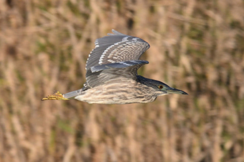 0.5倍トリミング 2019/11月 SIGMA150-600C+D500 600mm F8 ss1/1000 ISO500 AF-C シングル