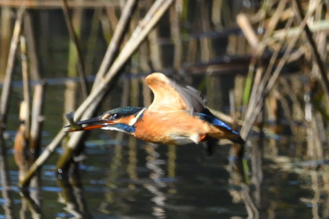 約0.67倍トリミング 2019/11月 SIGMA150-600C+D500 600mm F8 ss1/2000 ISO2000 AF-C シングル