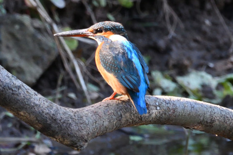 約0.67倍トリミング 2019/11月 SIGMA150-600C+D500 600mm F8 ss1/160 ISO1600