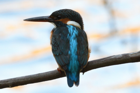 0.5倍トリミング 2019/11月 SIGMA150-600C+D500 600mm F8 ss1/160 ISO220