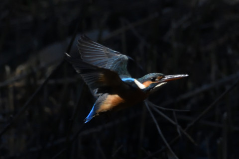 約0.67倍トリミング 2019/11月 SIGMA150-600C+D500 600mm F8 ss1/2500 ISO1800 AF-C シングル