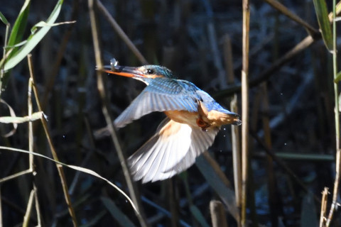 約0.67倍トリミング 2019/11月 SIGMA150-600C+D500 600mm F8 ss1/1600 ISO2800 AF-C シングル