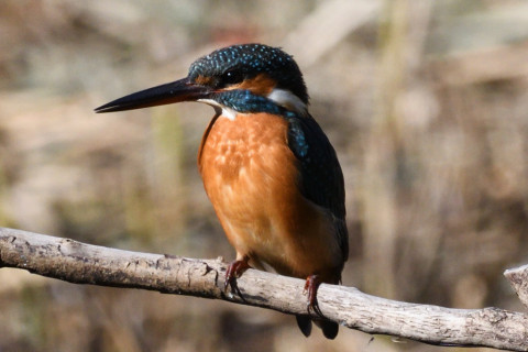 約0.67倍トリミング 2019/11月 SIGMA150-600C+D500 600mm F8 ss1/1600 ISO900 AF-C シングル