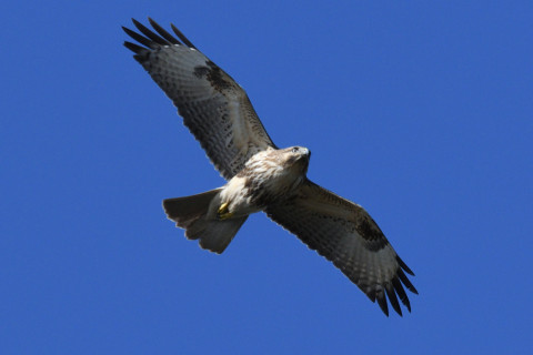 0.5倍トリミング 2019/11月 SIGMA150-600C+D500 600mm F8 ss1/1600 ISO800 AF-C シングル