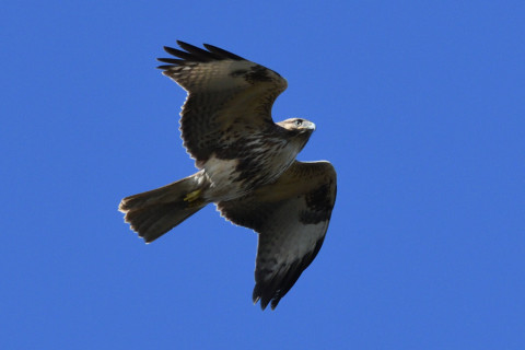 0.5倍トリミング 2019/11月 SIGMA150-600C+D500 600mm F8 ss1/1600 ISO1100 AF-C シングル