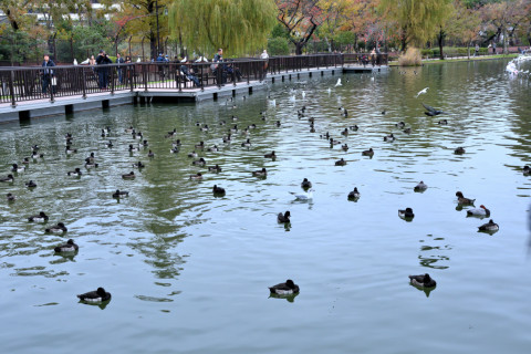 2019/11月 SIGMA17-70+D500 34mm F8 ss1/200 ISO400