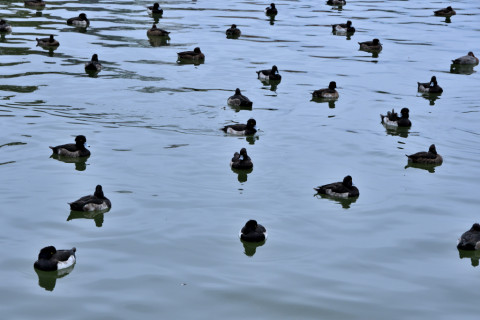 2019/11月 SIGMA17-70+D500 70mm F8 ss1/200 ISO250