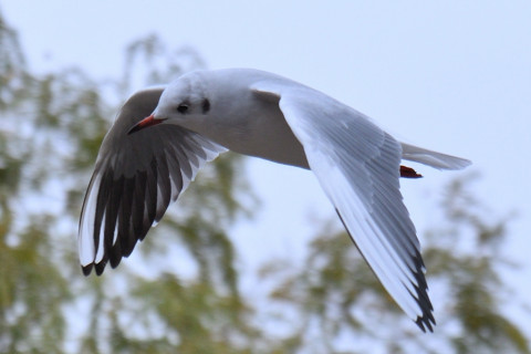 約0.67倍トリミング 2019/11月 SIGMA17-70+D500 70mm F4 ss1/1000 ISO110 AF-C シングル