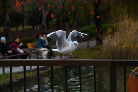 2019/11月 SIGMA17-70+D500 70mm F4 ss1/1000 ISO400 AF-C シングル