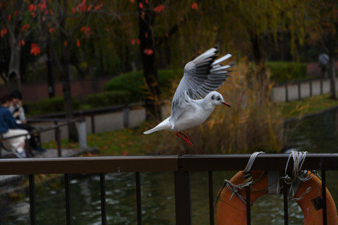 2019/11月 SIGMA17-70+D500 70mm F4 ss1/1000 ISO400 AF-C シングル