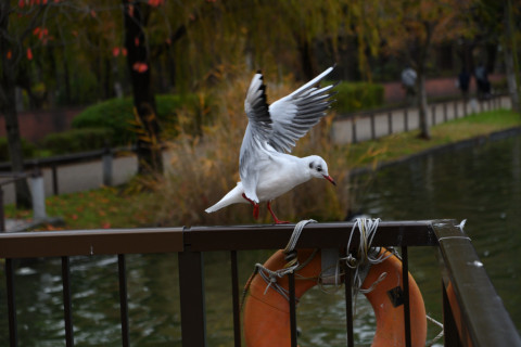 2019/11月 SIGMA17-70+D500 70mm F4 ss1/1000 ISO500 AF-C シングル