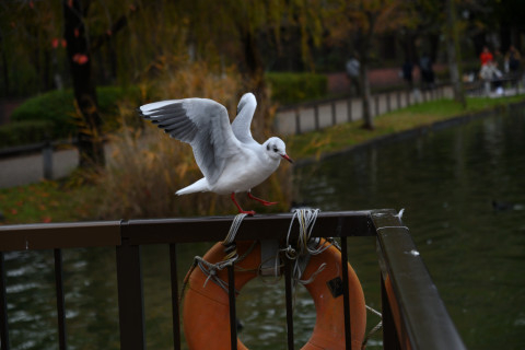 2019/11月 SIGMA17-70+D500 70mm F4 ss1/1000 ISO400 AF-C シングル