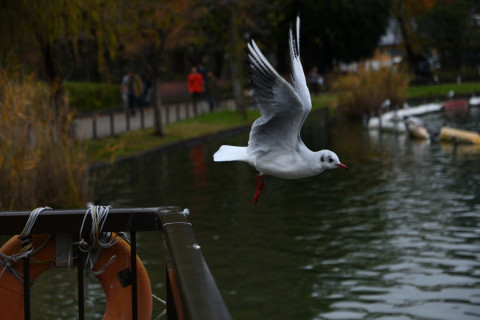 2019/11月 SIGMA17-70+D500 70mm F4 ss1/1000 ISO360 AF-C シングル