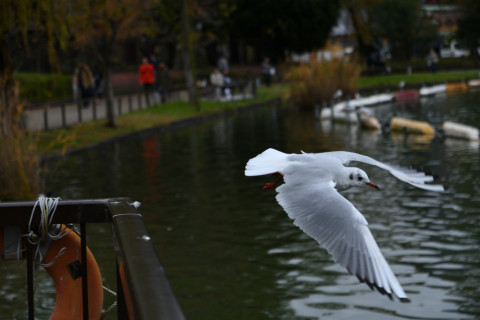 2019/11月 SIGMA17-70+D500 70mm F4 ss1/1000 ISO360 AF-C シングル