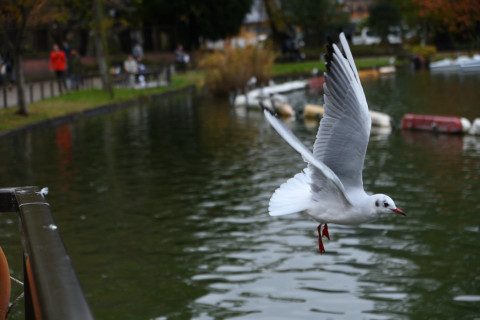 2019/11月 SIGMA17-70+D500 70mm F4 ss1/1000 ISO500 AF-C シングル