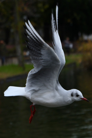 0.4倍トリミング 2019/11月 SIGMA17-70+D500 70mm F4 ss1/1000 ISO360 AF-C シングル