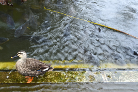 2019/11月 SIGMA17-70+D500 40mm F8 ss1/6 ISO100