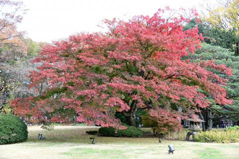 2019/12月 SIGMA17-70+D500 31mm F3.3 ss1/60 ISO100