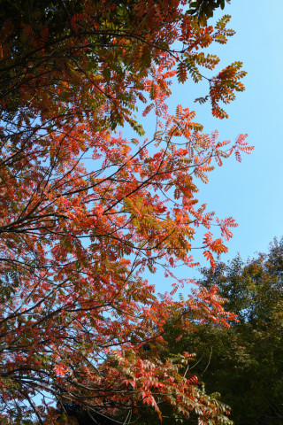 2019/12月 SIGMA17-70+D500 17mm F8 ss1/100 ISO160