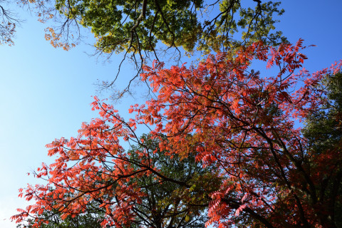2019/12月 SIGMA17-70+D500 17mm F8 ss1/160 ISO100