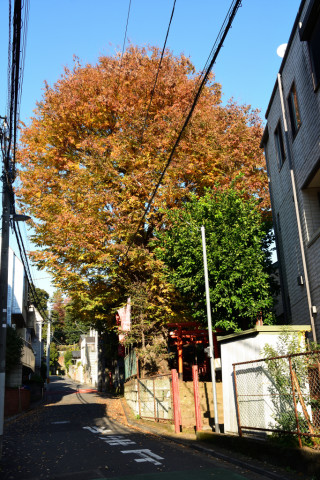 2019/12月 SIGMA17-70+D500 24mm F8 ss1/160 ISO280