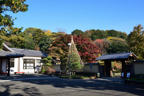 2019/12月 SIGMA17-70+D500 22mm F8 ss1/100 ISO100