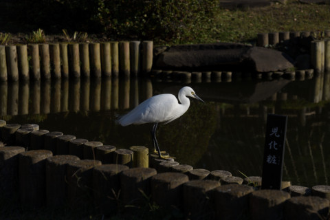 2019/12月 SIGMA17-70+D500 70mm F5.6 ss1/1000 ISO100