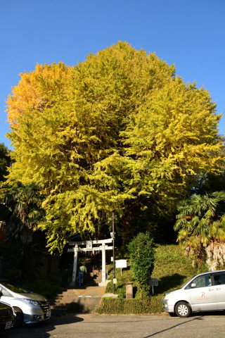 2019/12月 SIGMA17-70+D500 17mm F5.6 ss1/1000 ISO450