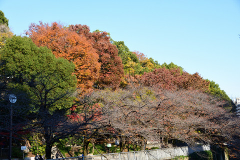 2019/12月 SIGMA17-70+D500 34mm F5.6 ss1/1000 ISO640