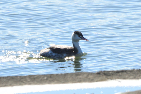 0.5倍トリミング 2019/12月 SIGMA150-600C+D500 600mm F8 ss1/1000 ISO100 AF-C シングル