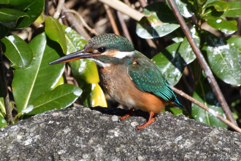 約0.67倍トリミング 2019/12月 SIGMA150-600C+D500 600mm F8 ss1/1600 ISO640