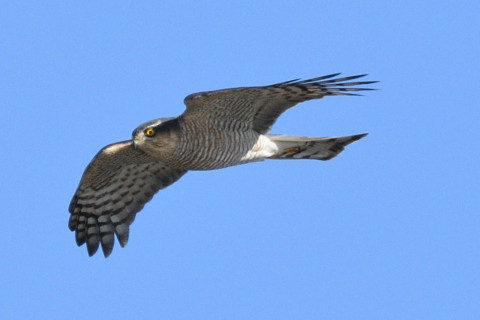 トリミング 2019/12月 SIGMA150-600C+D500 600mm F8 ss1/1250 ISO320 AF-C シングル