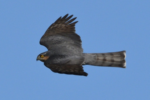 トリミング 2019/12月 SIGMA150-600C+D500 600mm F8 ss1/1250 ISO220 AF-C シングル