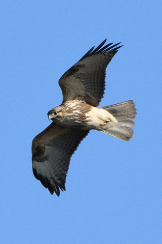 トリミング 2019/12月 SIGMA150-600C+D500 600mm F8 ss1/1250 ISO320 AF-C シングル
