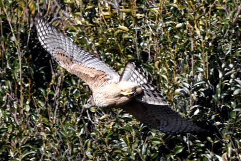 トリミング 2019/12月 SIGMA150-600C+D500 600mm F8 ss1/1250 ISO900 AF-C シングル