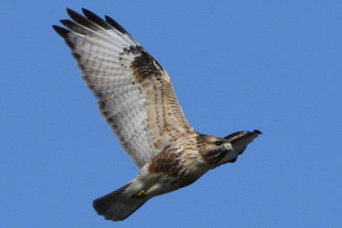 トリミング 2020/1月 SIGMA150-600C+D500 600mm F8 ss1/1250 ISO280 AF-C シングル