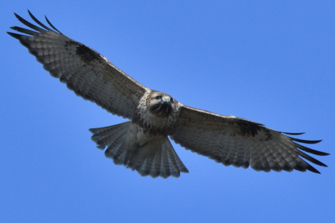 トリミング 2020/1月 SIGMA150-600C+D500 600mm F8 ss1/1250 ISO360 AF-C シングル