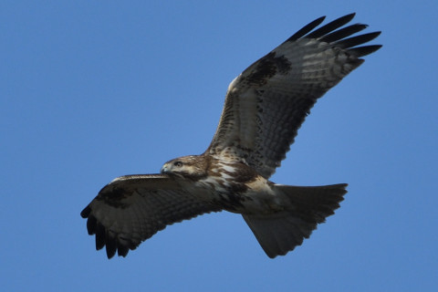 トリミング 2020/1月 SIGMA150-600C+D500 600mm F8 ss1/1250 ISO280 AF-C シングル