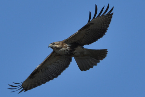 トリミング 2020/1月 SIGMA150-600C+D500 600mm F8 ss1/1250 ISO280 AF-C シングル