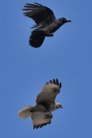トリミング 2020/1月 SIGMA150-600C+D500 600mm F8 ss1/1250 ISO500 AF-C シングル