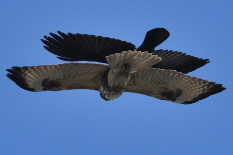 トリミング 2020/1月 SIGMA150-600C+D500 600mm F8 ss1/1250 ISO500 AF-C シングル