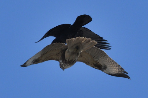 トリミング 2020/1月 SIGMA150-600C+D500 600mm F8 ss1/1250 ISO500 AF-C シングル