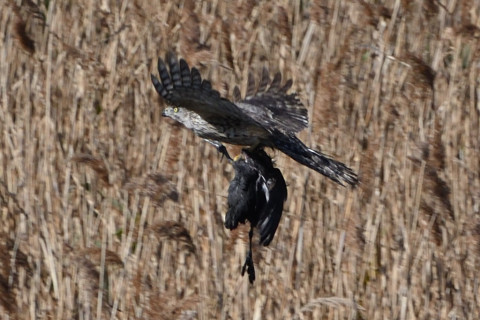 トリミング 2020/1月 SIGMA150-600C+D500 600mm F8 ss1/1250 ISO500 AF-C シングル