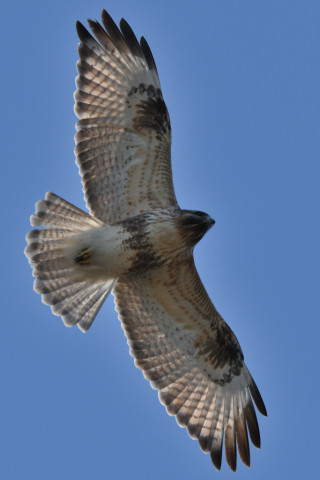 約0.33倍トリミング 2020/1月 SIGMA150-600C+D500 600mm F8 ss1/1250 ISO560 AF-C シングル